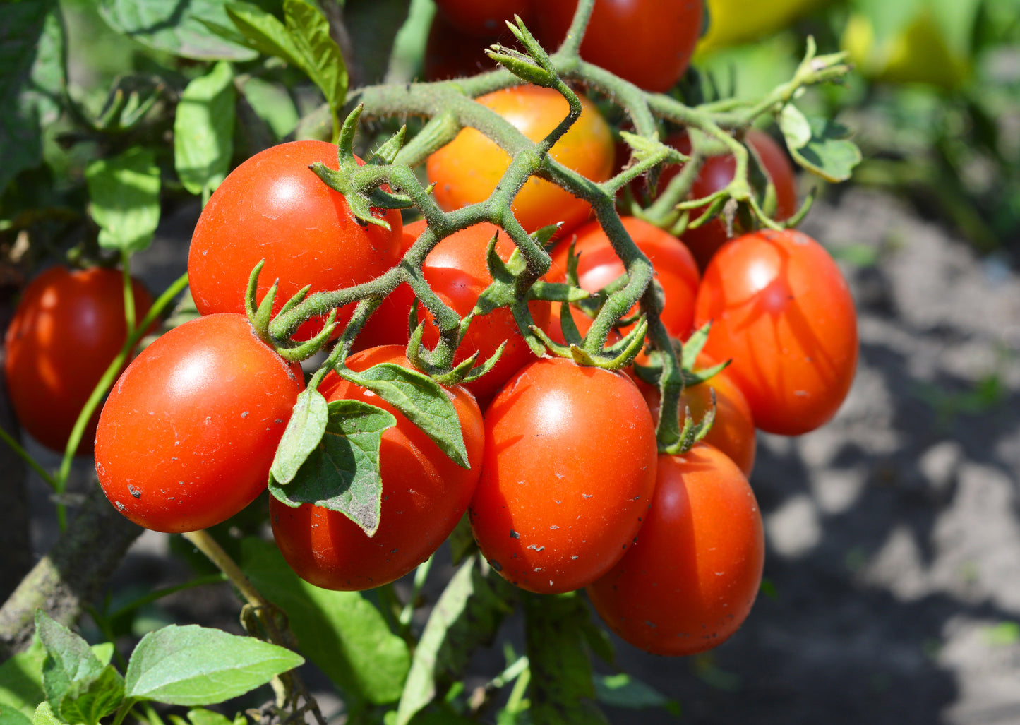 Tomato, Sauce (san marzno/striped roma), Organic