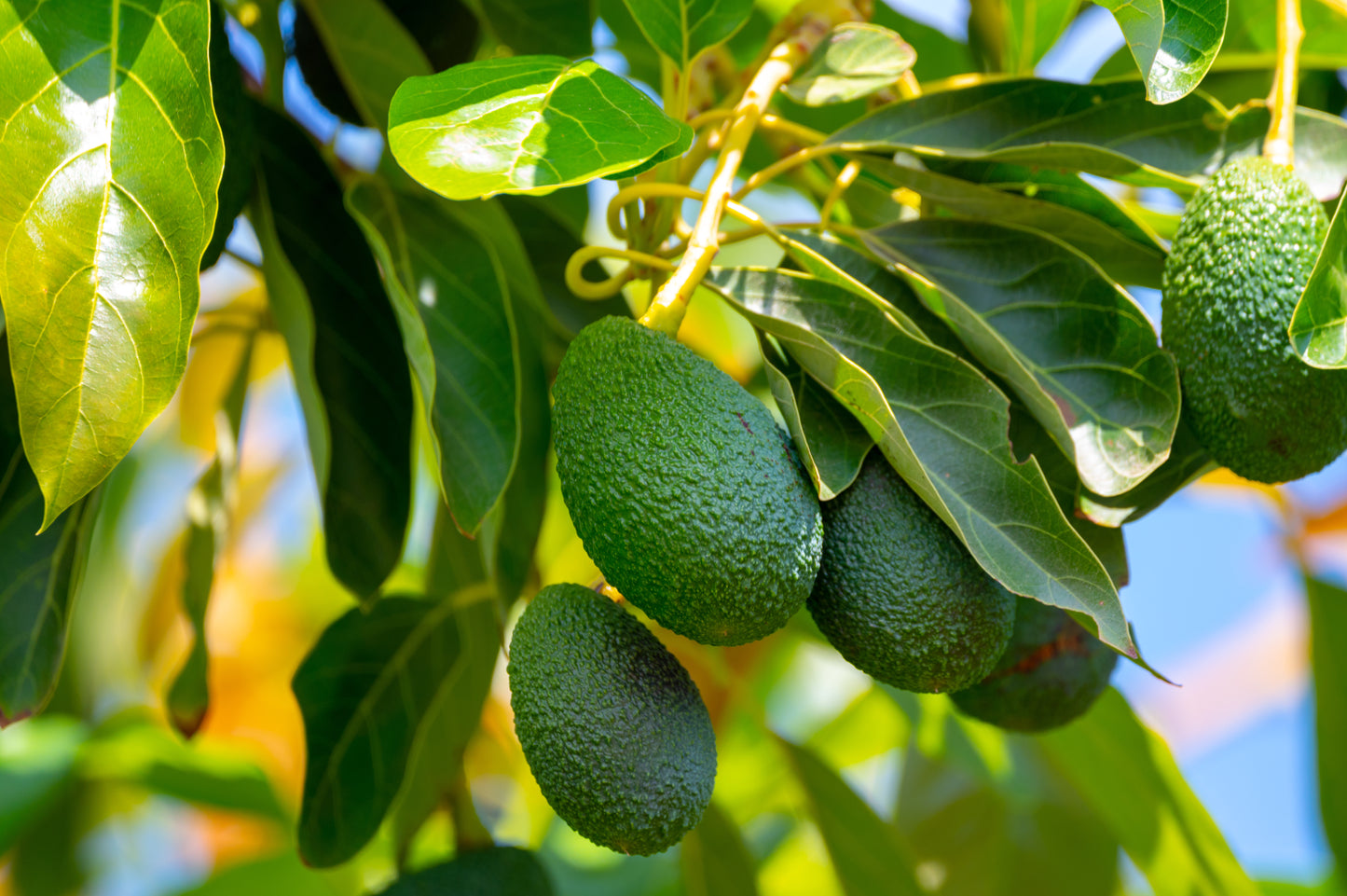 Avocado, Hass, Grown Organically