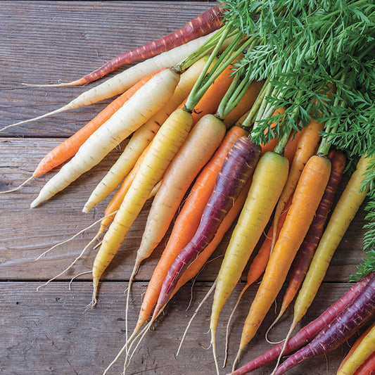Carrots, Rainbow - Grown Organically
