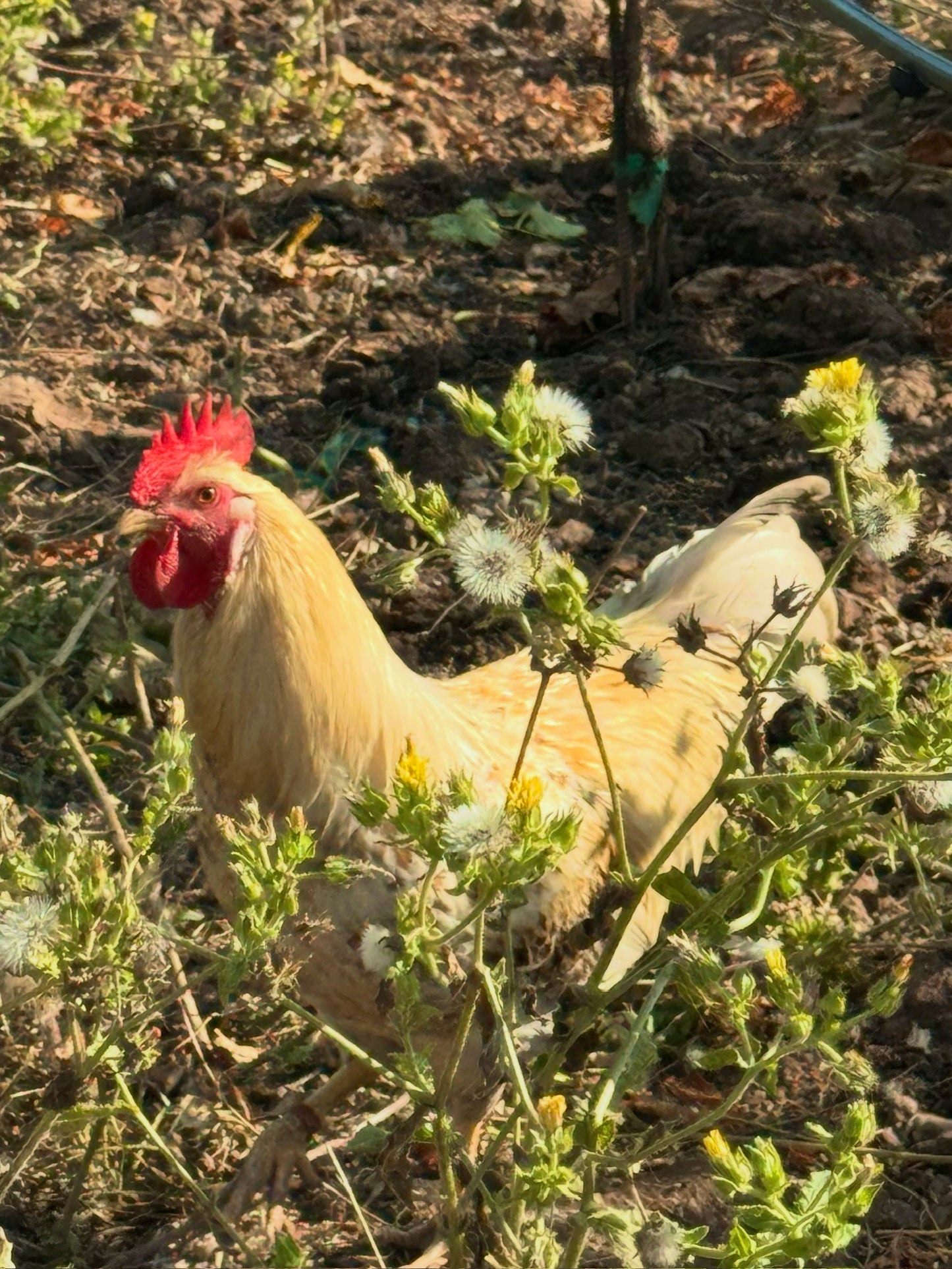 Farm Tour