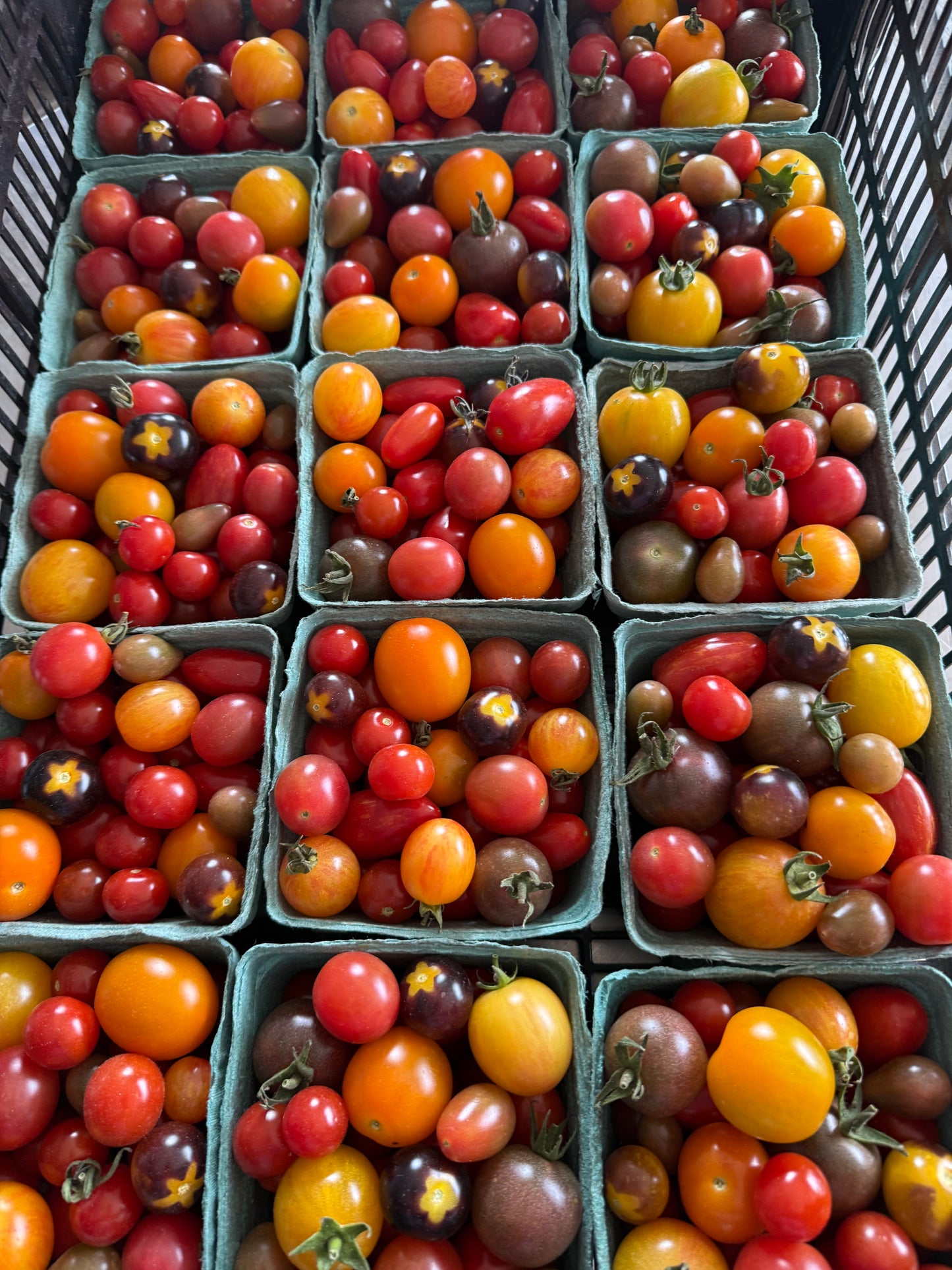 Cherry Tomatoes, Organic