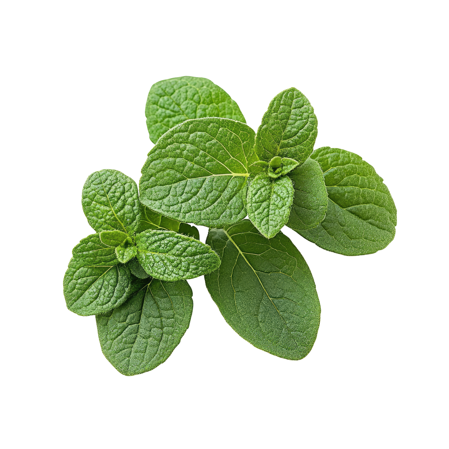Italian Oregano, Organic