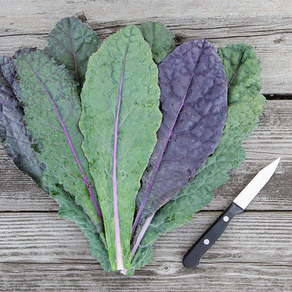 Kale, Dazzling Blue - Grown Organically
