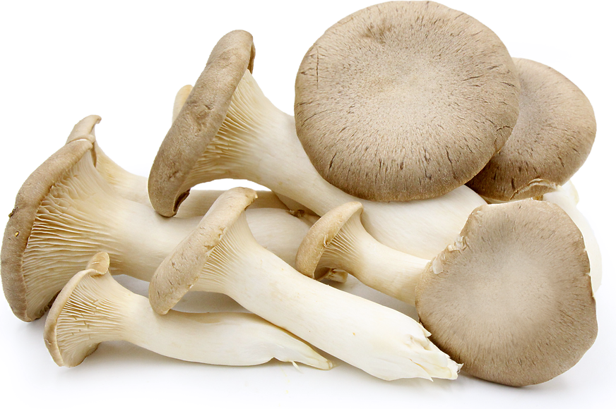 Mushrooms, King Trumpet - Grown Organically