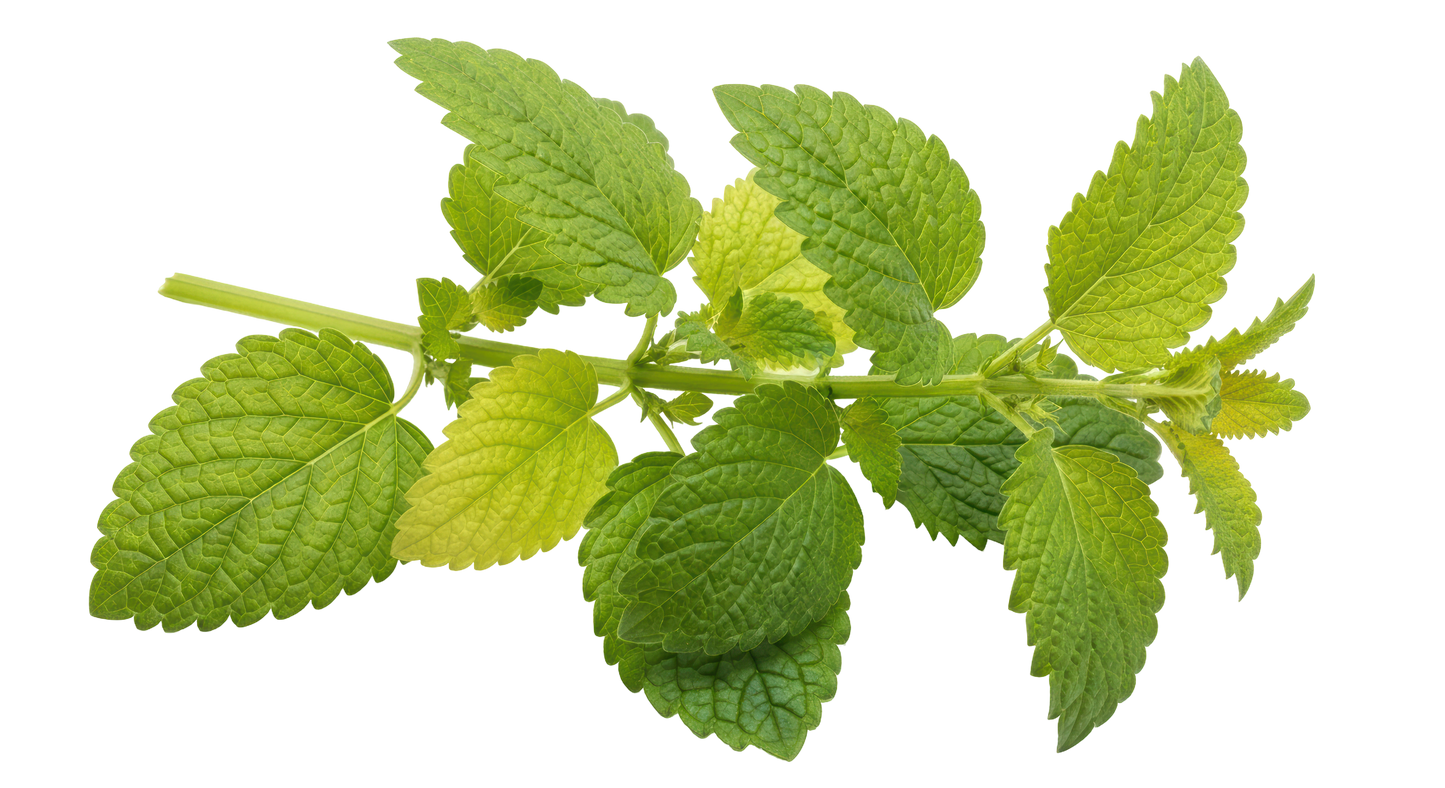 Lemon Balm, Organic