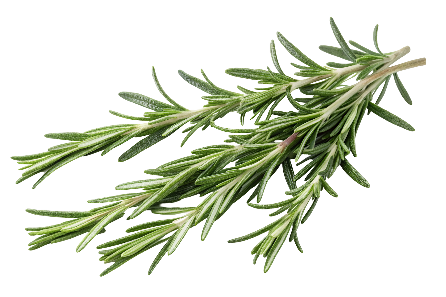 Rosemary, Organic