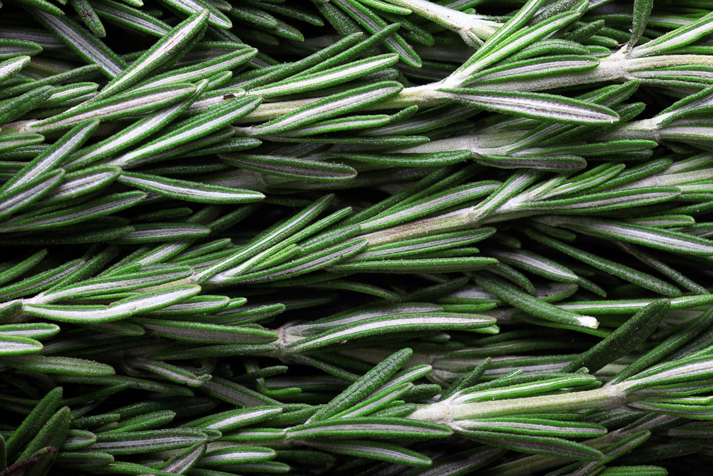 Rosemary, Organic