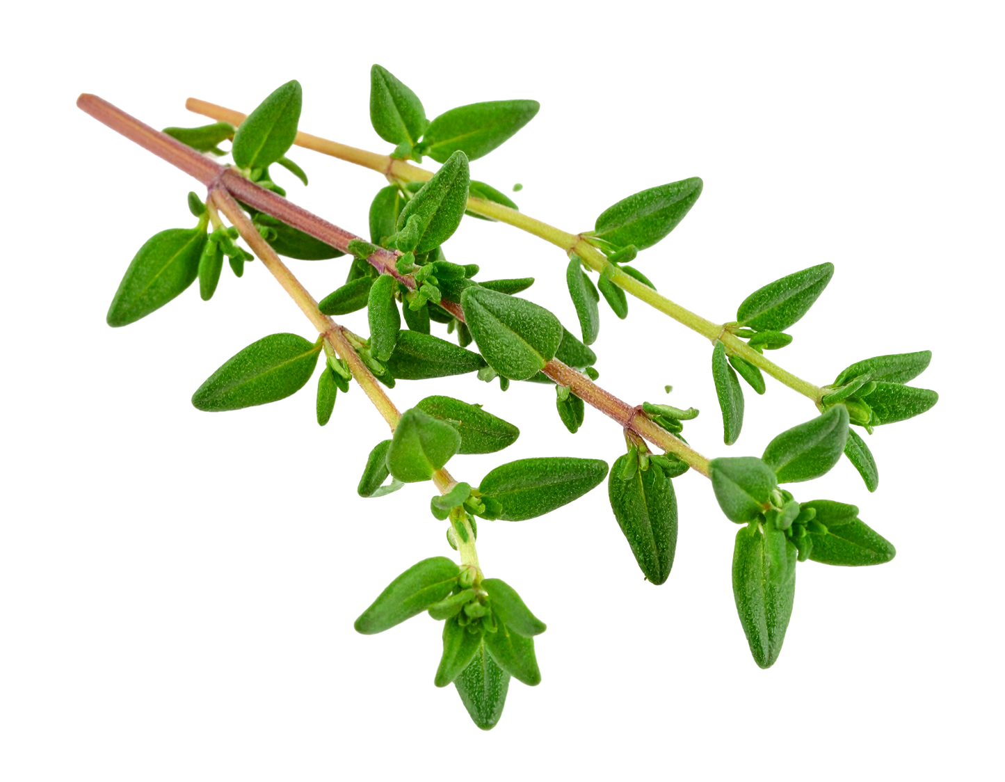 Lemon Thyme, Organic