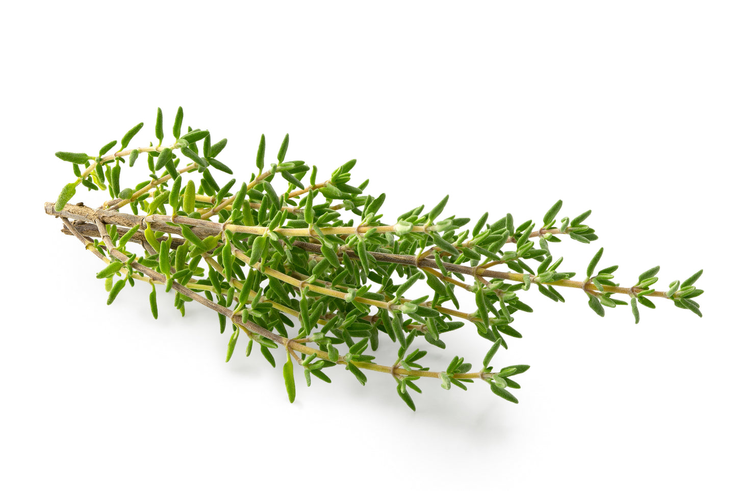 English Thyme, Organic