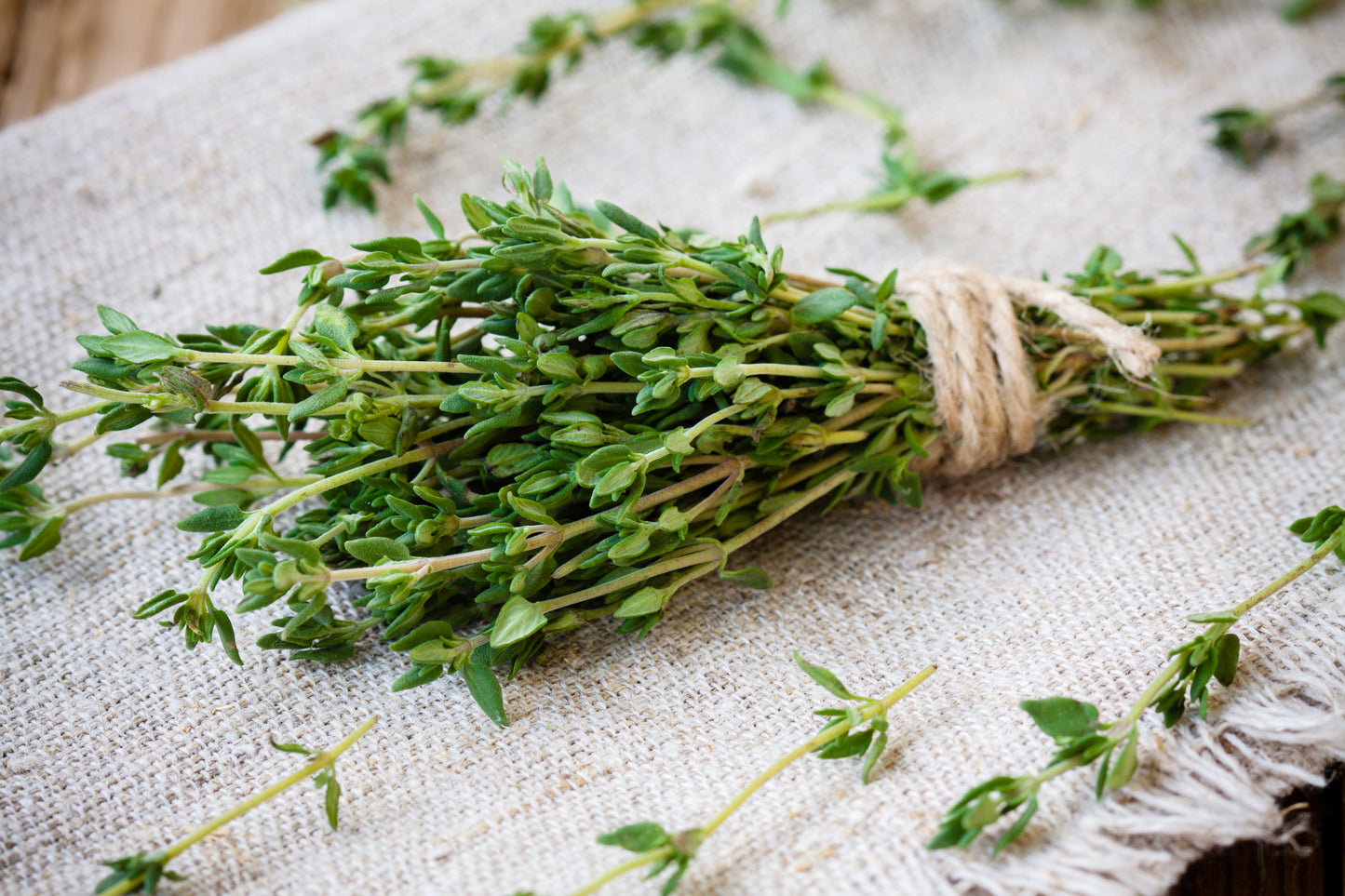 Lemon Thyme, Organic