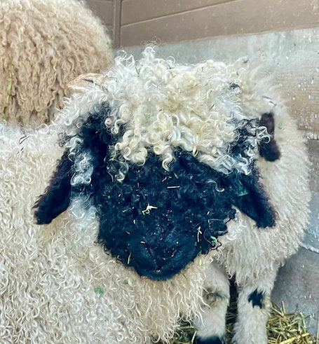 valais blacknose sheep lamb