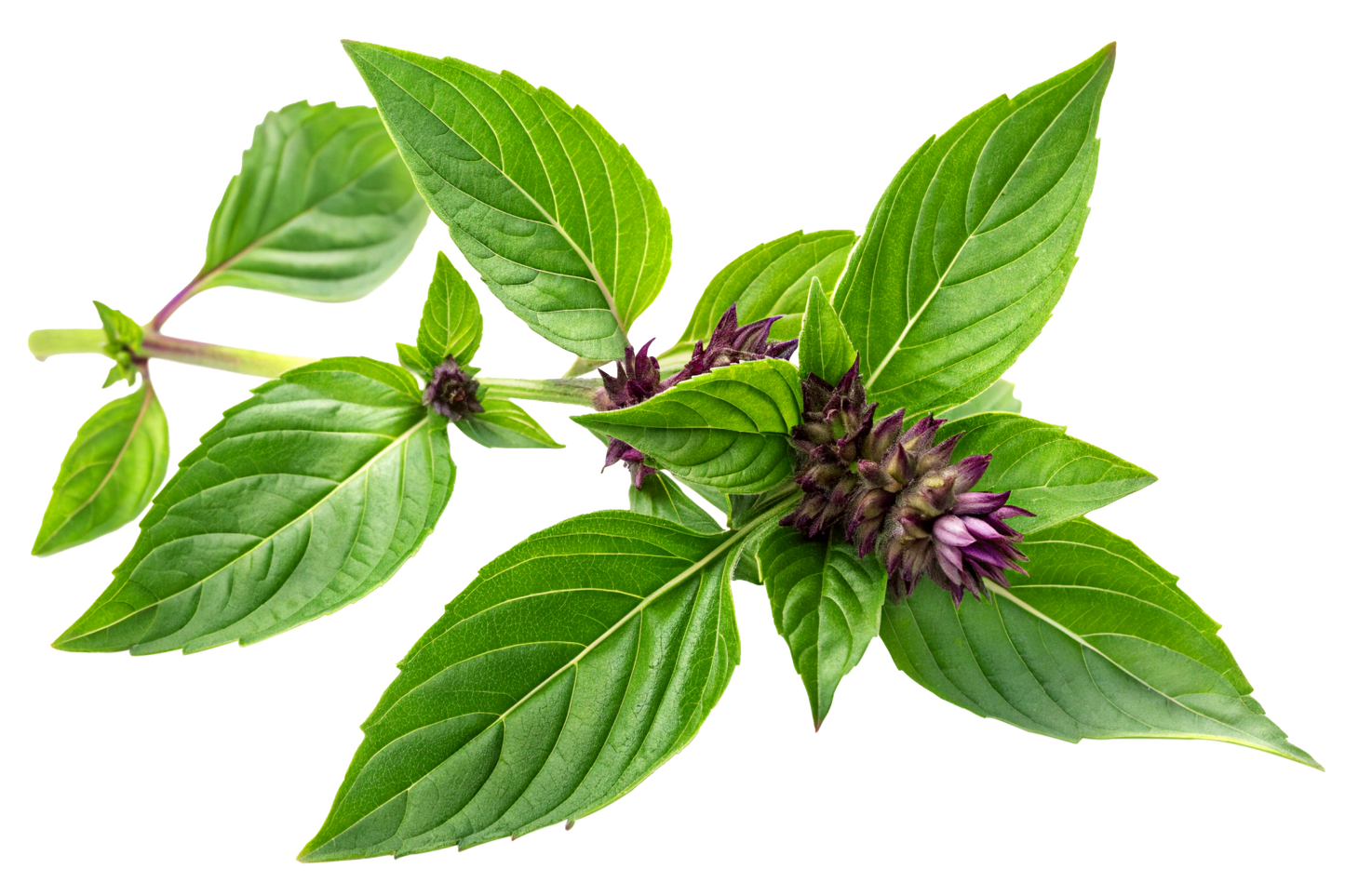 Tulsi Basil, Certified Organic