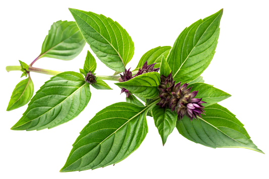 Tulsi Basil, Certified Organic