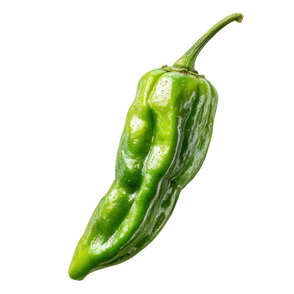 Pepper, Shishito, Certified Organic