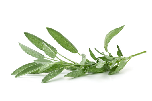 Culinary Sage, Organic
