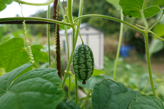 Cucamelon, Organic