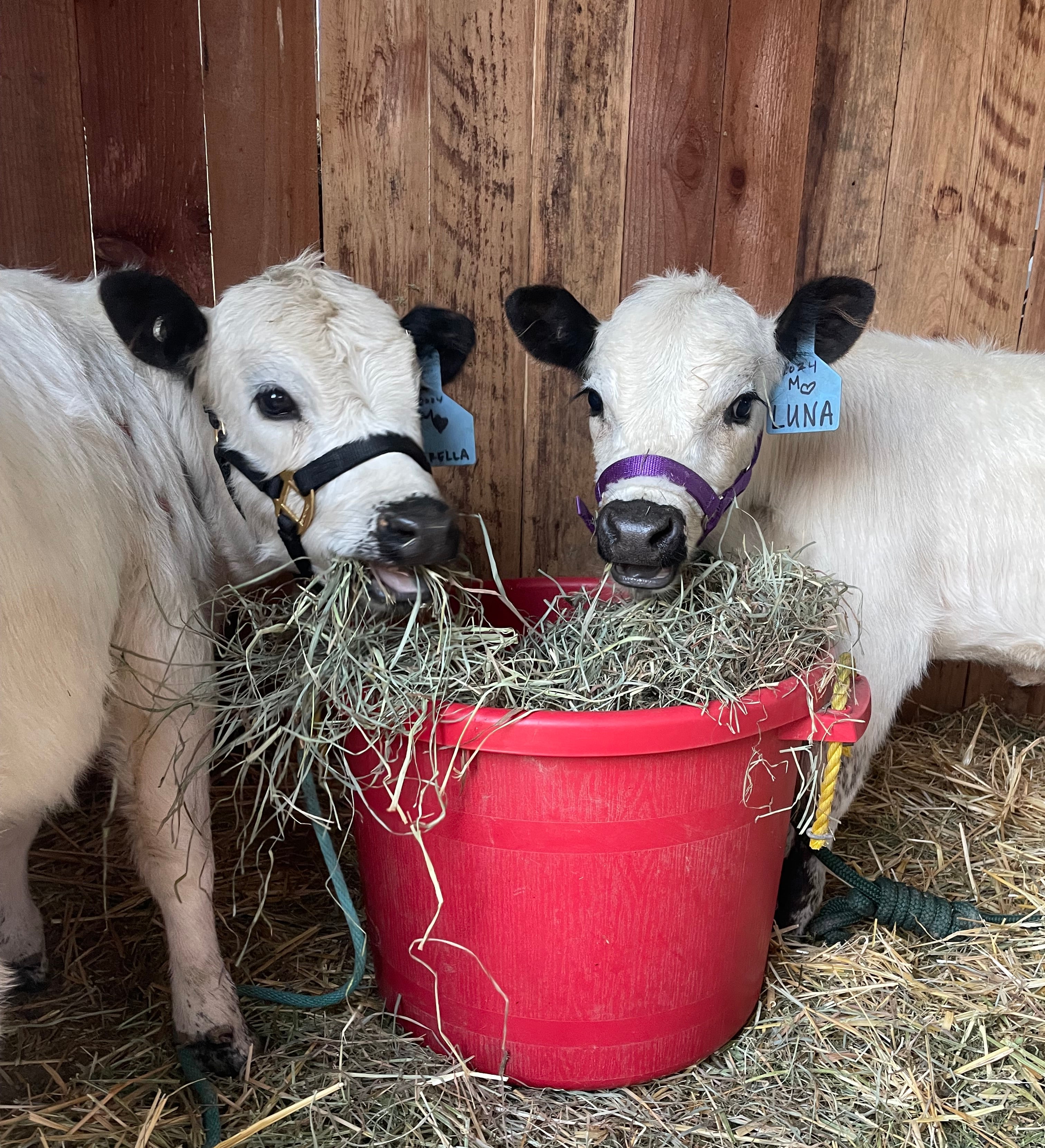 Mini cows