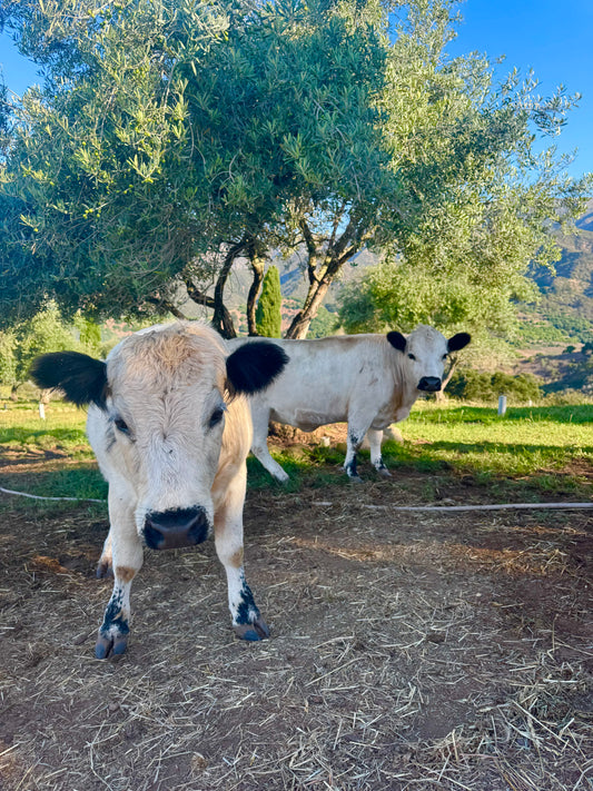 Farm Tour