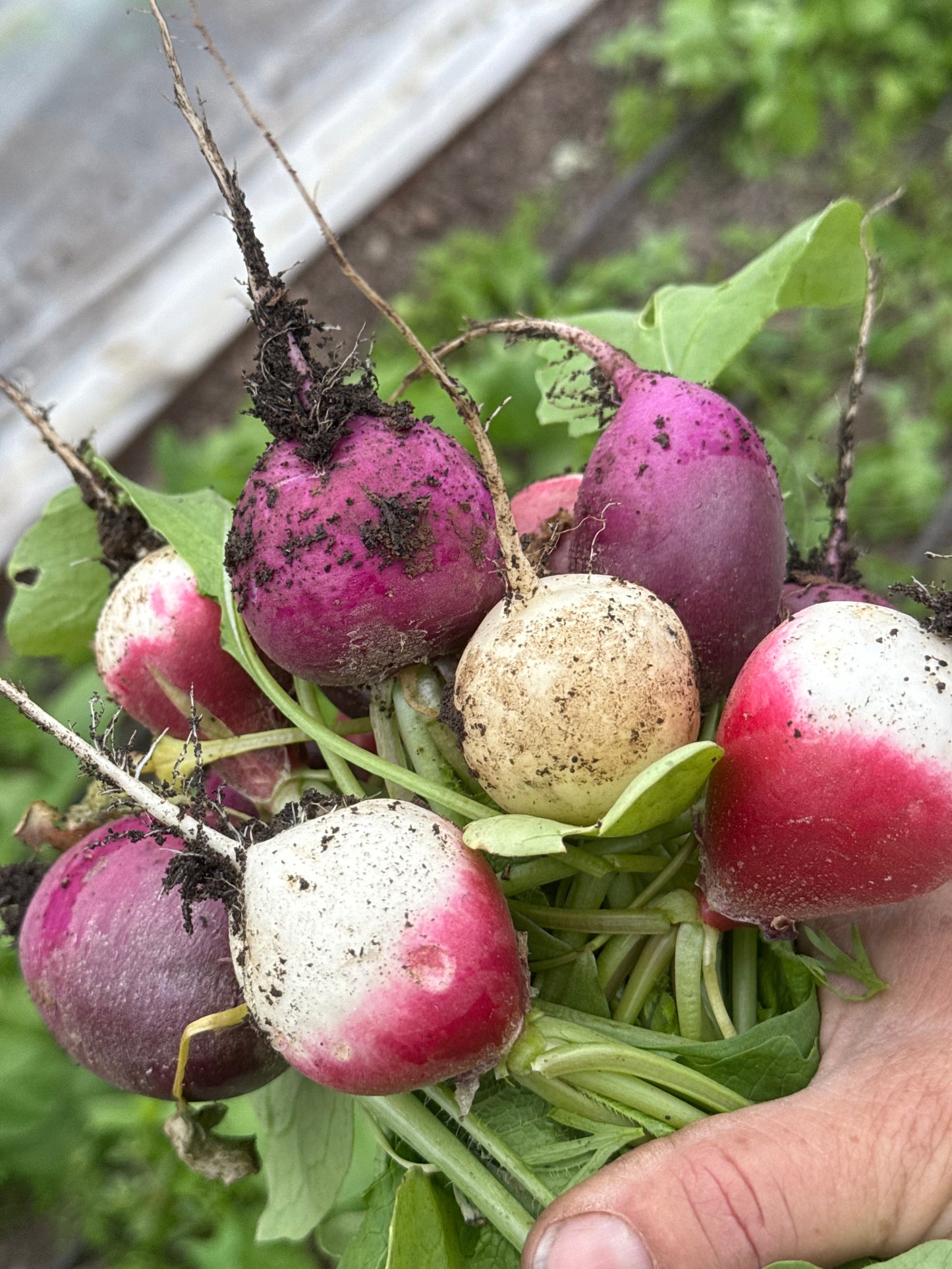 Radish, Mix, Certified Organic