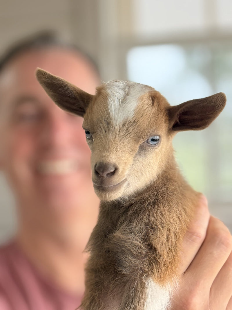 Newborn Nigerian Dwarf goat kids at Wanderment Farms