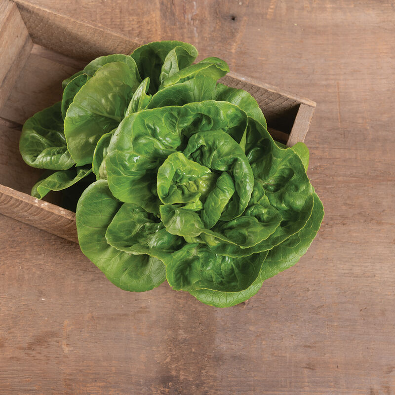 Lettuce, Little Gem - Grown Organically