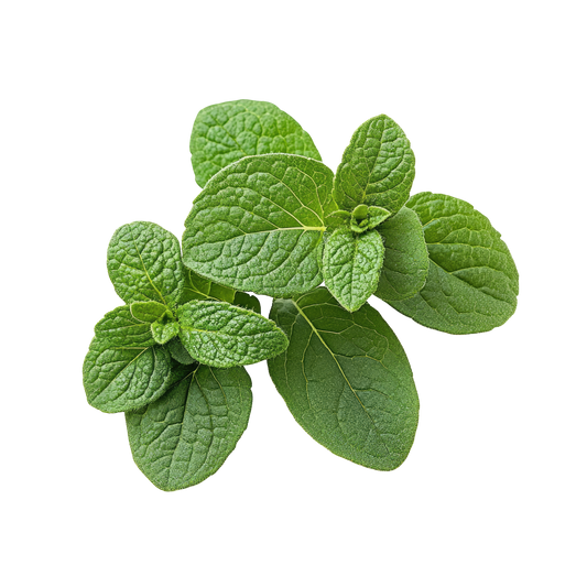 Italian Oregano, Organic