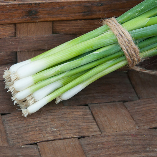 Onion, Parade Bunching - Grown Organically