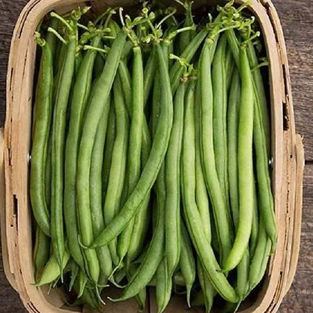 Beans, Seychelles  - Grown Organically