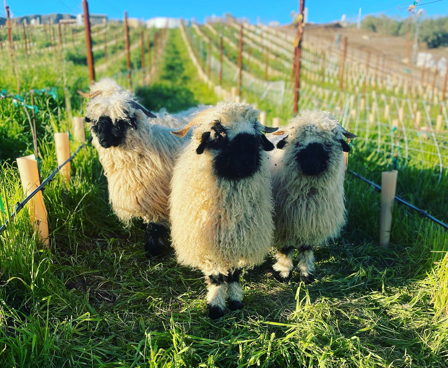 Adorable valais blacknose sheep at Wanderment Farms