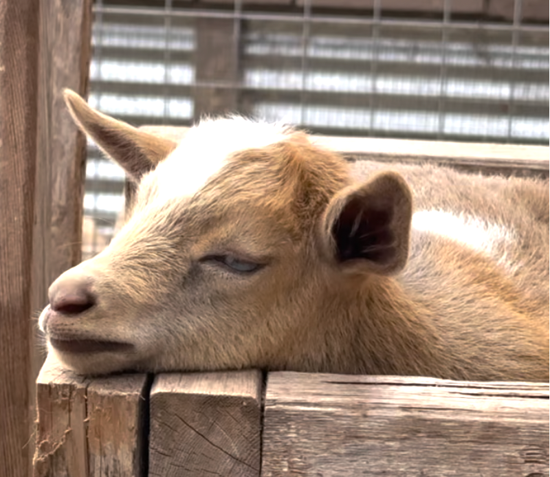 Newborn baby goat at Wanderment Farms