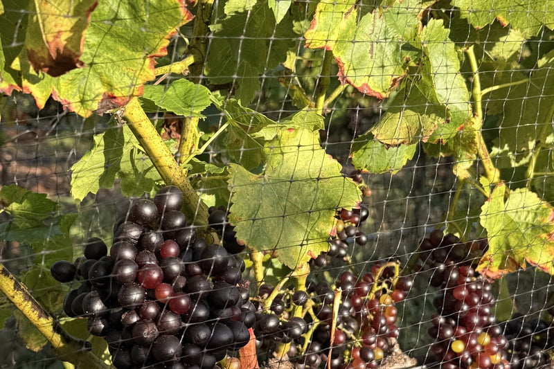 Syrah grapes ripening under bird netting in the Wanderment Farms vineyard