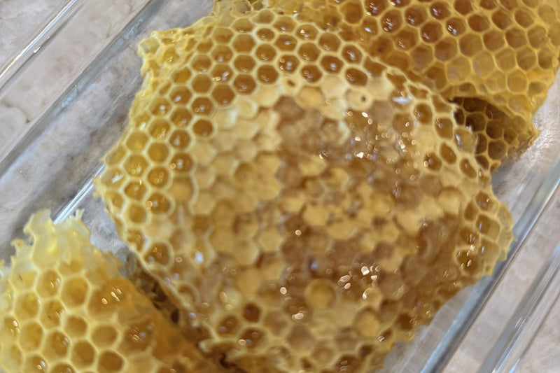 First honeycomb harvested from the Wanderment Farms hives