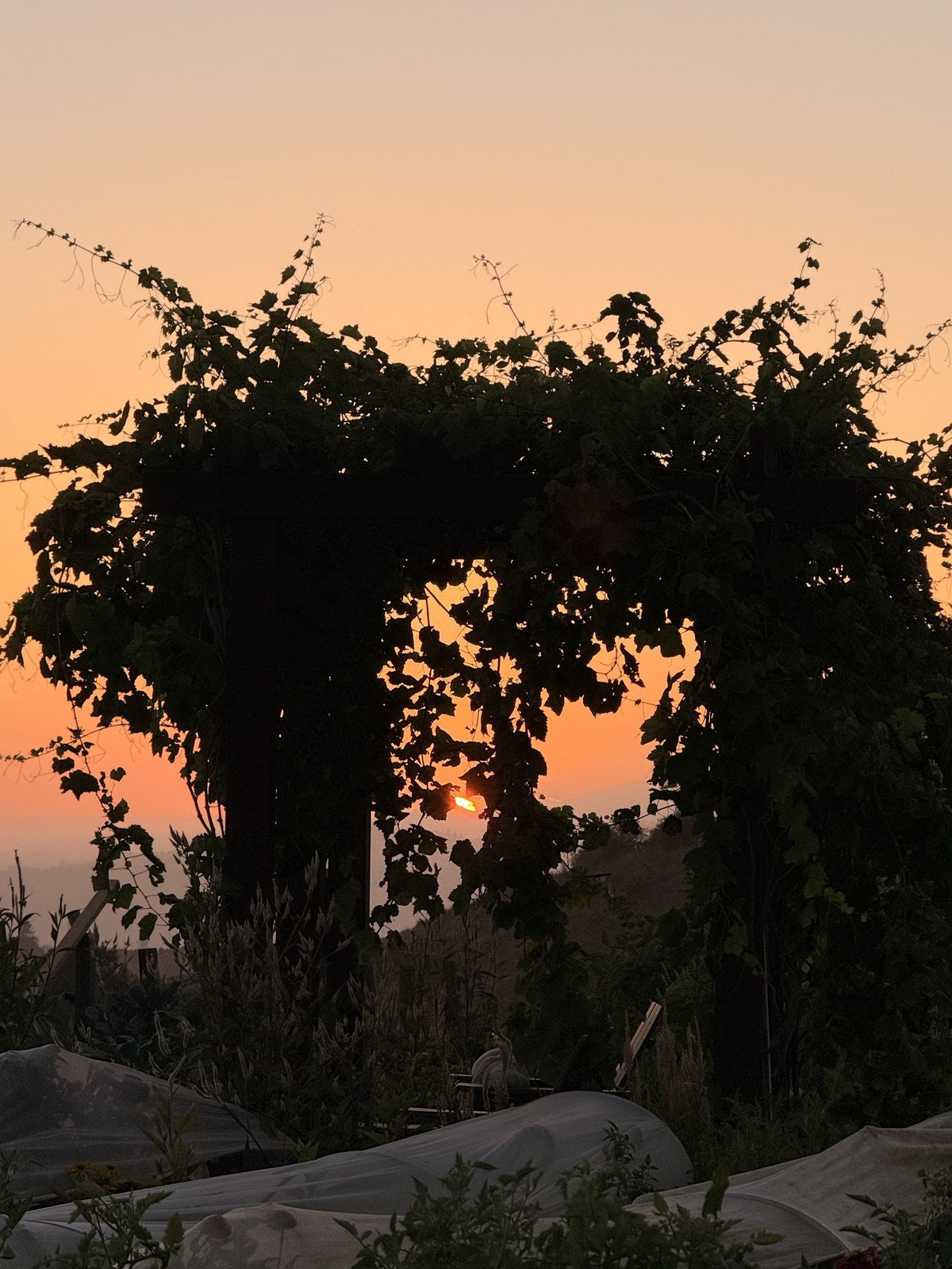 Sunset through the grape-covered pergola at Wanderment Farms