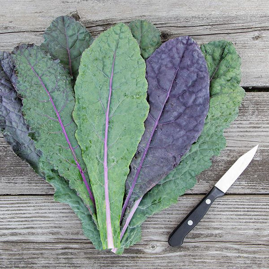 Kale, Dazzling Blue - Grown Organically