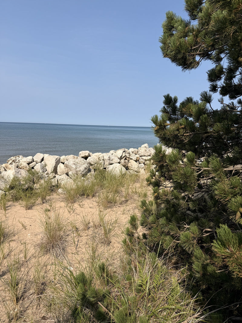 Lake Michigan shoreline with dune grass and pines, from Margo's August break