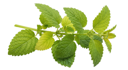 Lemon Balm, Organic
