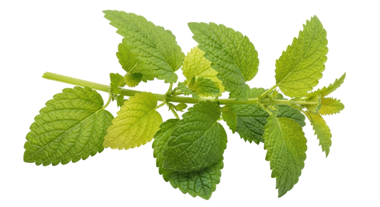 Lemon Balm, Organic