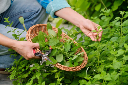 Lemon Balm, Organic
