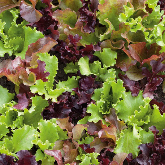 Mixed Greens - Grown Organically