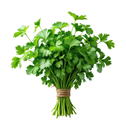 Italian Flat Leaf Parsley, Certified Organic