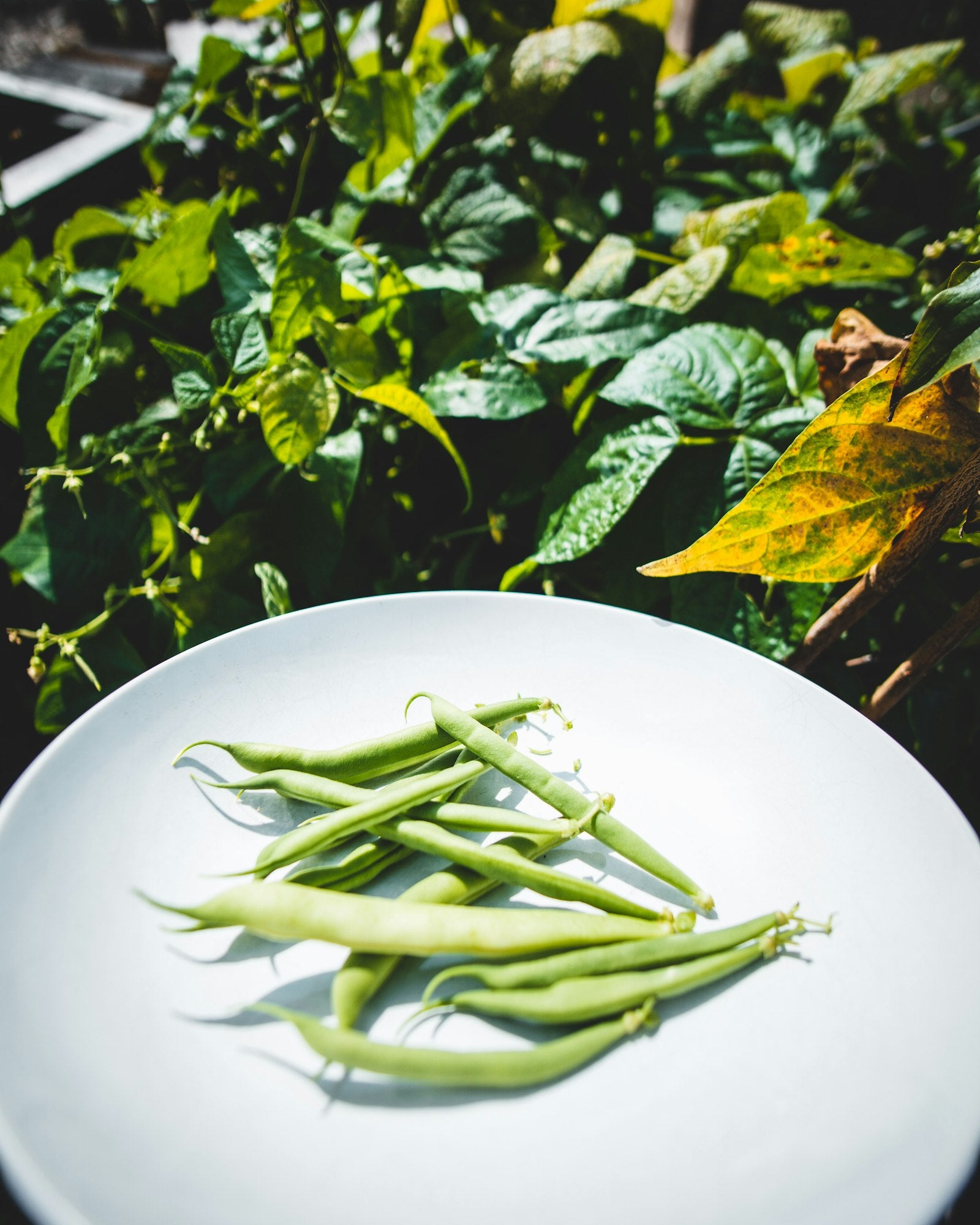 Sauteed green beans and greens
