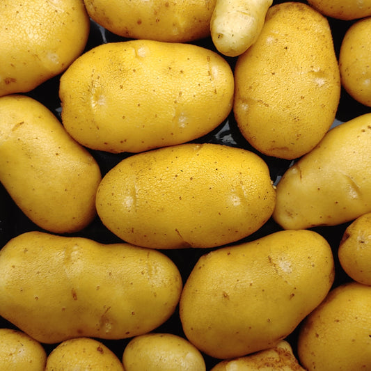 Potatoes, Butterball, Grown Organically