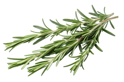 Rosemary, Organic