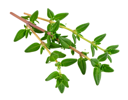 Lemon Thyme, Organic
