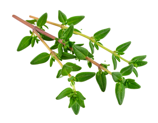 Lemon Thyme, Organic