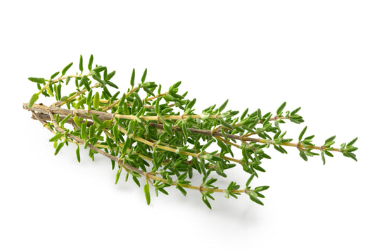 English Thyme, Organic