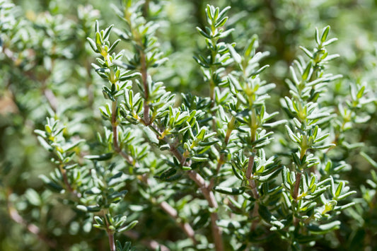 English Thyme, Organic