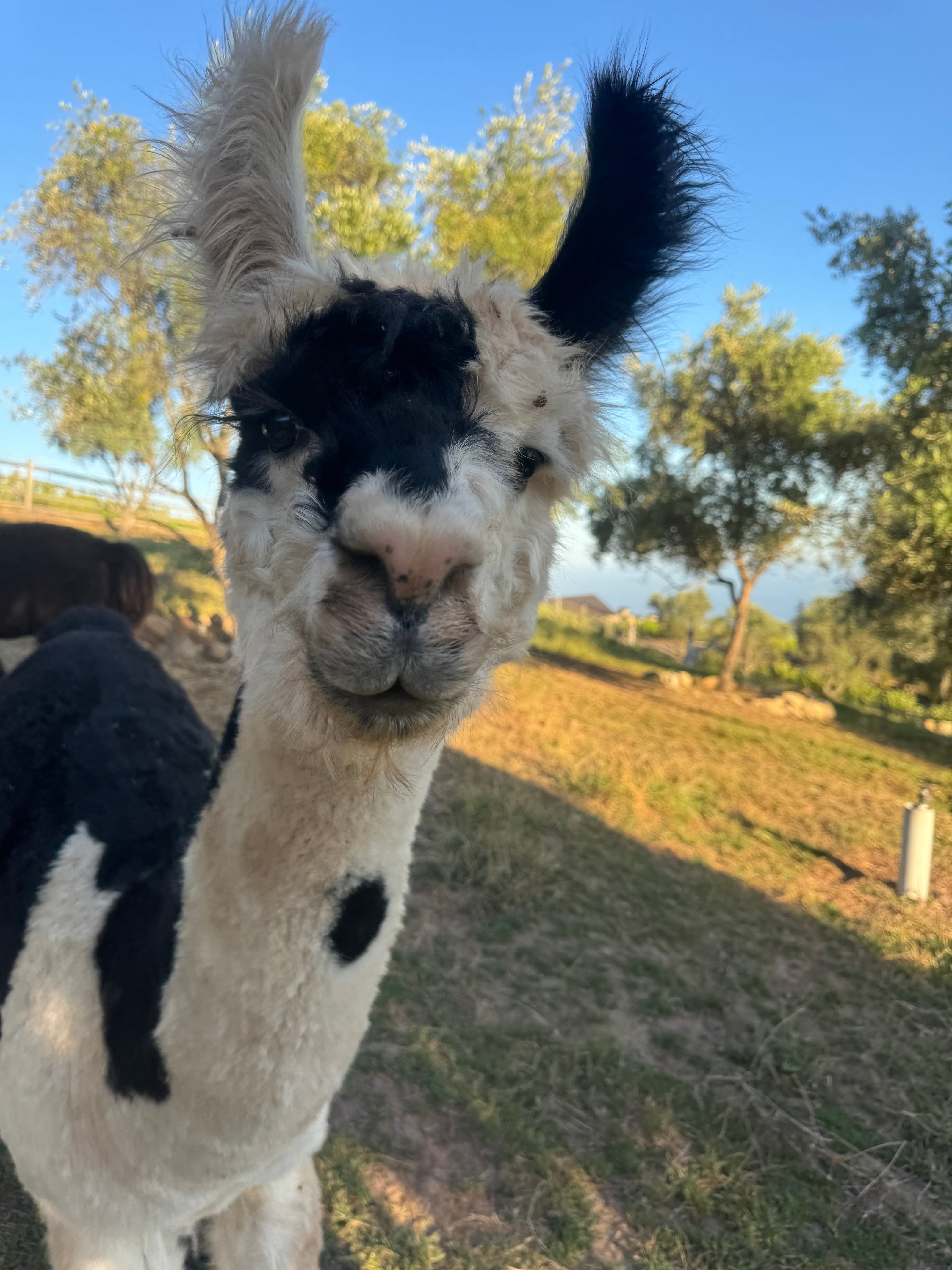 cute llama smiling at the camera from Wanderment Farms