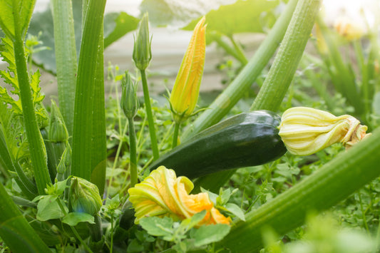 Zucchini, Organic